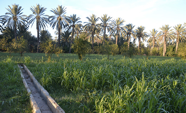 Oasis-de-Chenini-Gabes